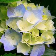 Profile photo of Elvira Mehic